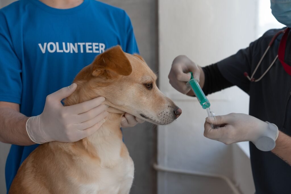 The Puppy Vaccination Schedule Vets Actually Follow m1w1b2