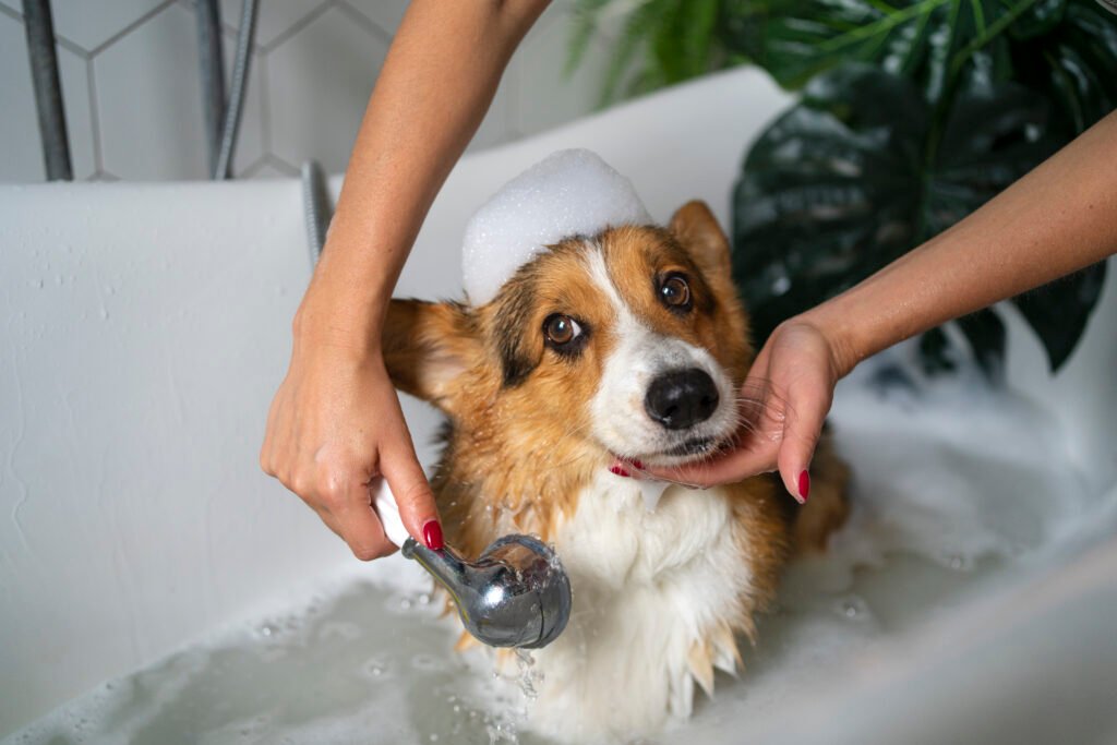 How Often Should You Bathe Your Dog? It's Not "Once a Month" for Everyone m1w1b3
