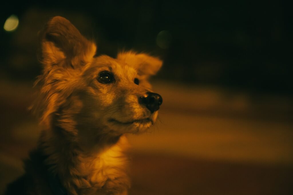 Why Does My Dog Cry at Night? (A 2 AM Guide From Someone Who's Been There) m1w1b4